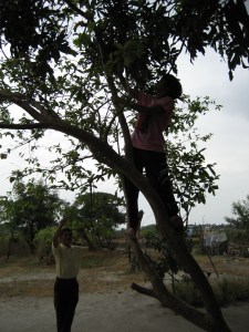 Nanay mango tree Philippines
