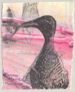 2010.3.10.Common.Murre