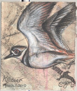 2010.3.11.Killdeer
