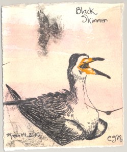 2010.3.14.Black.Skimmer