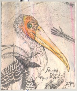 2010.3.19.Painted.Stork