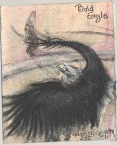 2010.3.21.Bald.Eagle.1