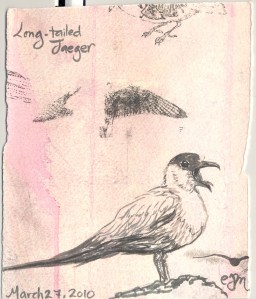 2010.3.27.Long.Tailed.Jaeger