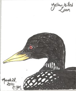 2010.3.28.Yellow.Billed.Loon