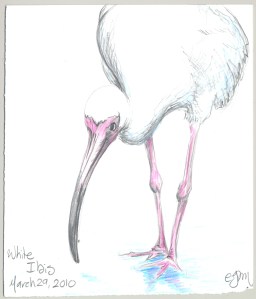 2010.3.29.White.Ibis