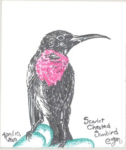 2010.4.10.Scarlet.Chested.Sunbird