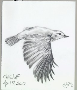 2010.4.12.Chiff.chaff
