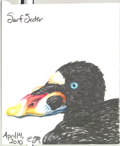 2010.4.14.Surf.Scoter