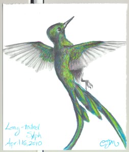 2010.4.16.Long-Tailed.Sylph