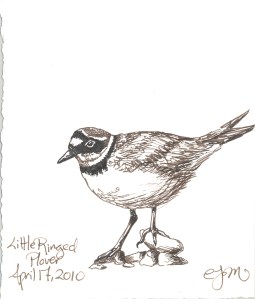 2010.4.17.Little.Ringed.Plover