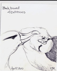 2010.4.2 Blackbrowed Albatrosses