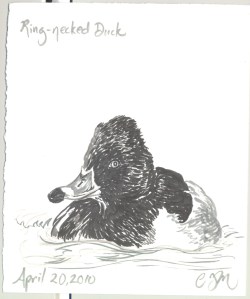 2010.4.20.RingNecked.Duck