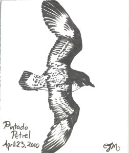 2010.4.23.Pintado.Petrel