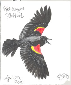 2010.4.25.Red.Winged.Blackbird