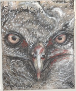 2010.4.26.Snowy.Owl.Chick