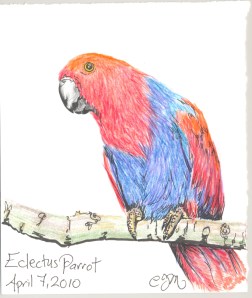 2010.4.7.Eclectus.Parrott