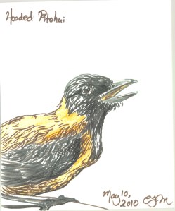 2010.5.10 Hooded Pitohui