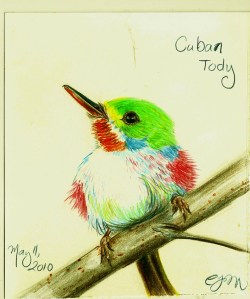 2010.5.11 Cuban Tody