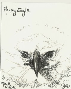 2010.5.11 Harpy Eagle