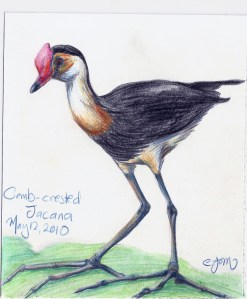2010.5.12 Combcrested Jacana