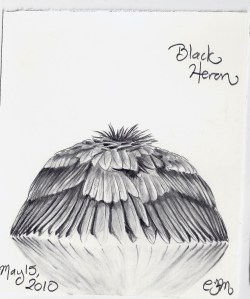 2010.5.15 Black Heron