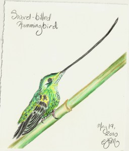 2010.5.19 Sword billed Hummingbird