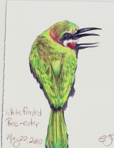2010.5.22 Whitefronted Bee Eater