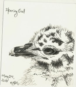 2010.5.24 Herring Gull