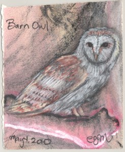 2010.5.4.Barn.Owl