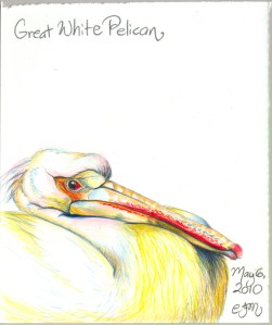 2010.5.6 Great White Pelican