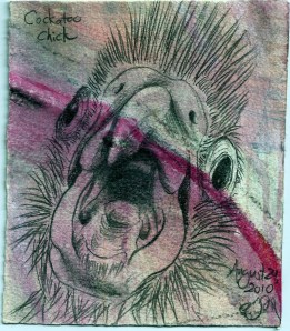 2010.8.24 Cockatoo Chick