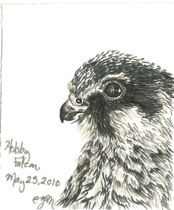 2010.5.25 Hobby Falcon