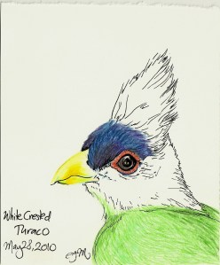 2010.5.28 White Crested Turaco