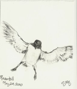 2010.5.29 Razorbill