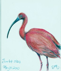 2010.5.31 Scarlet Ibis
