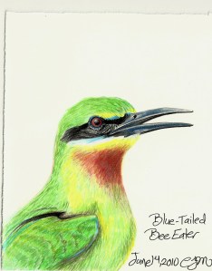 2010.6.14 Blue Tailed Bee Eater