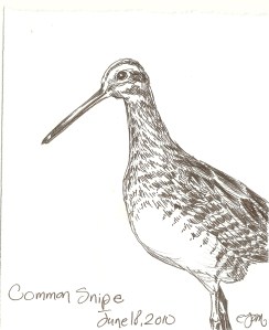 2010.6.18 Common Snipe