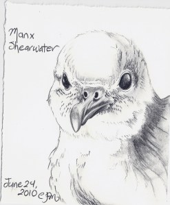 2010.6.24 Manx Shearwater