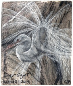 2010.6.27 Great Egret