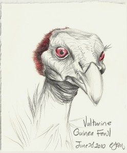 2010.6.28 Vulturine Guinea Fowl