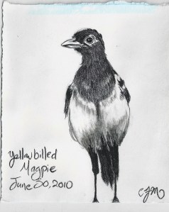 2010.6.30 Yellow Billed Magpie