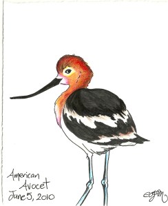 2010.6.5 American Avocet