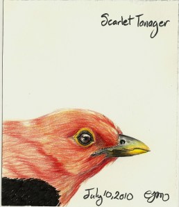 2010.7.10 Scarlet Tanager