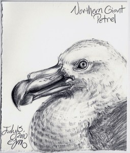 2010.7.15 Northern Giant Petrel