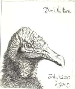 2010.7.18 Black Vulture