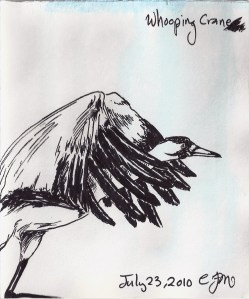 2010.7.23 Whooping Crane