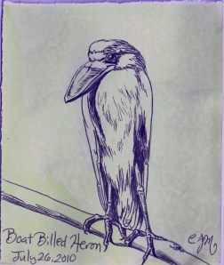 2010.7.26 Boat Billed Heron