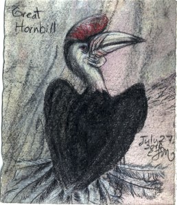 2010.7.27 Great Hornbill