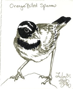 2010.7.31 Orange Billed Sparrow