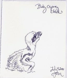 2010.7.4 Baby Osprey Chick